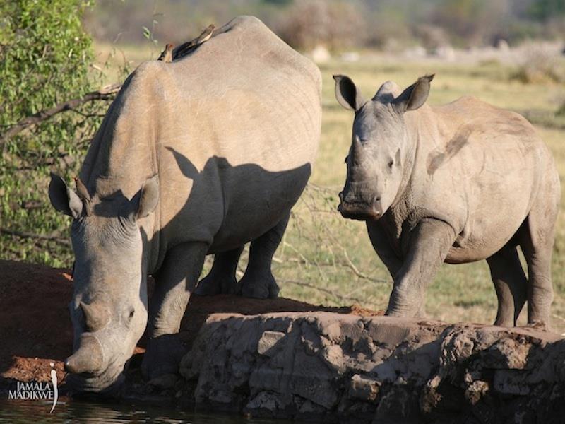 Jamala Madikwe Royal Safari Lodge Mochudi Ngoại thất bức ảnh