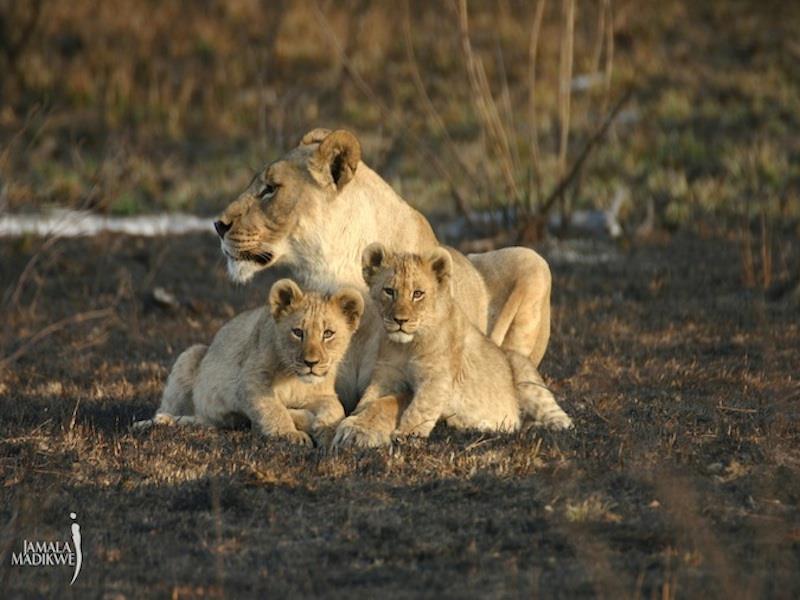 Jamala Madikwe Royal Safari Lodge Mochudi Ngoại thất bức ảnh