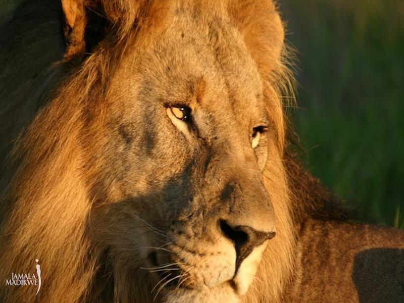 Jamala Madikwe Royal Safari Lodge Mochudi Ngoại thất bức ảnh